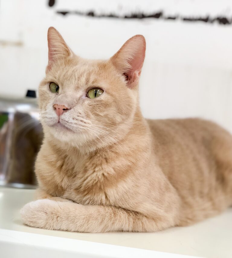 保護猫一覧 Npo法人 Peace Design 目指せ犬猫殺処分ゼロ 三重県志摩市の動物愛護団体ピースデザイン 寄付も受付 Npo法人 Peace Design 保護猫一覧 Npo法人 Peace Design 目指せ犬猫殺処分ゼロ 三重県志摩市の動物愛護団体ピースデザイン 寄付も受付 Npo法人 Peace Design
