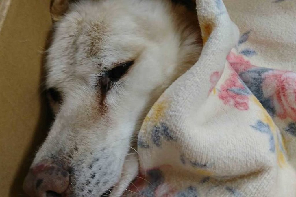 保護犬・保護猫  NPO法人 Peace Design 目指せ犬猫殺処分ゼロ！ 三重 