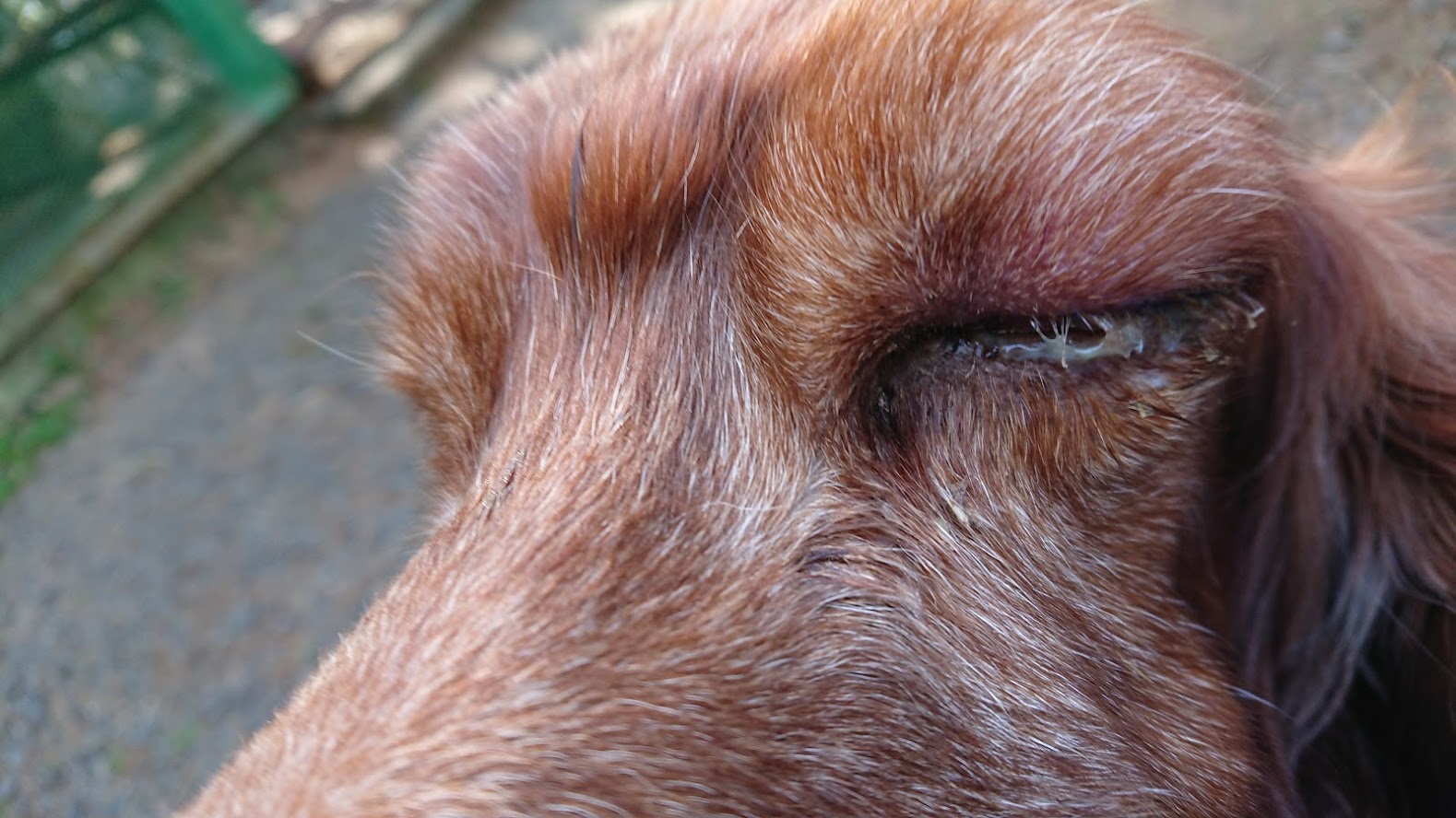 愛之助 脳腫瘍です Npo法人 Peace Design